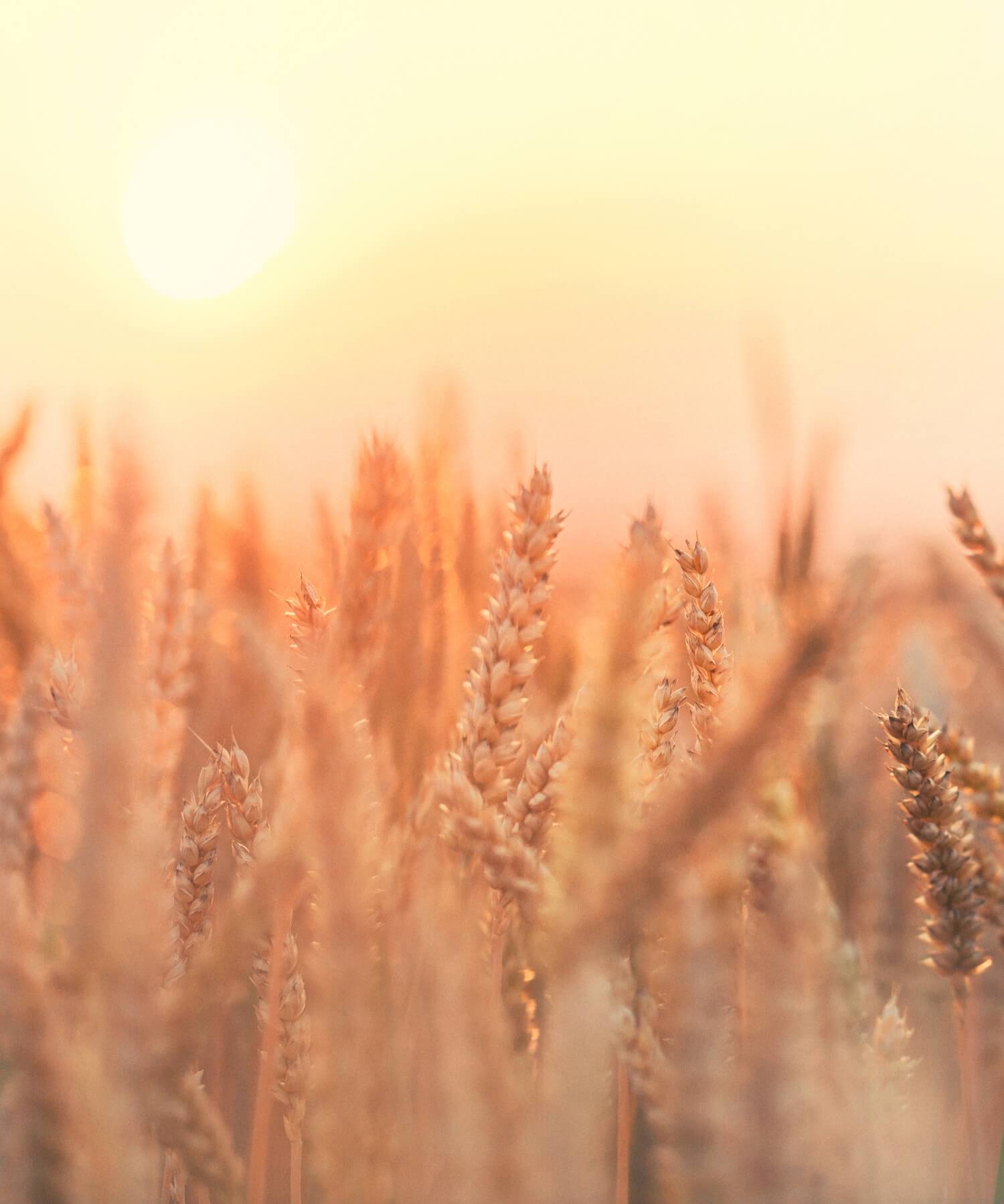 Origin of grain material