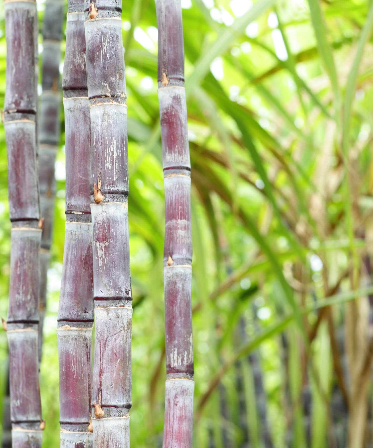 Sugarcane photos