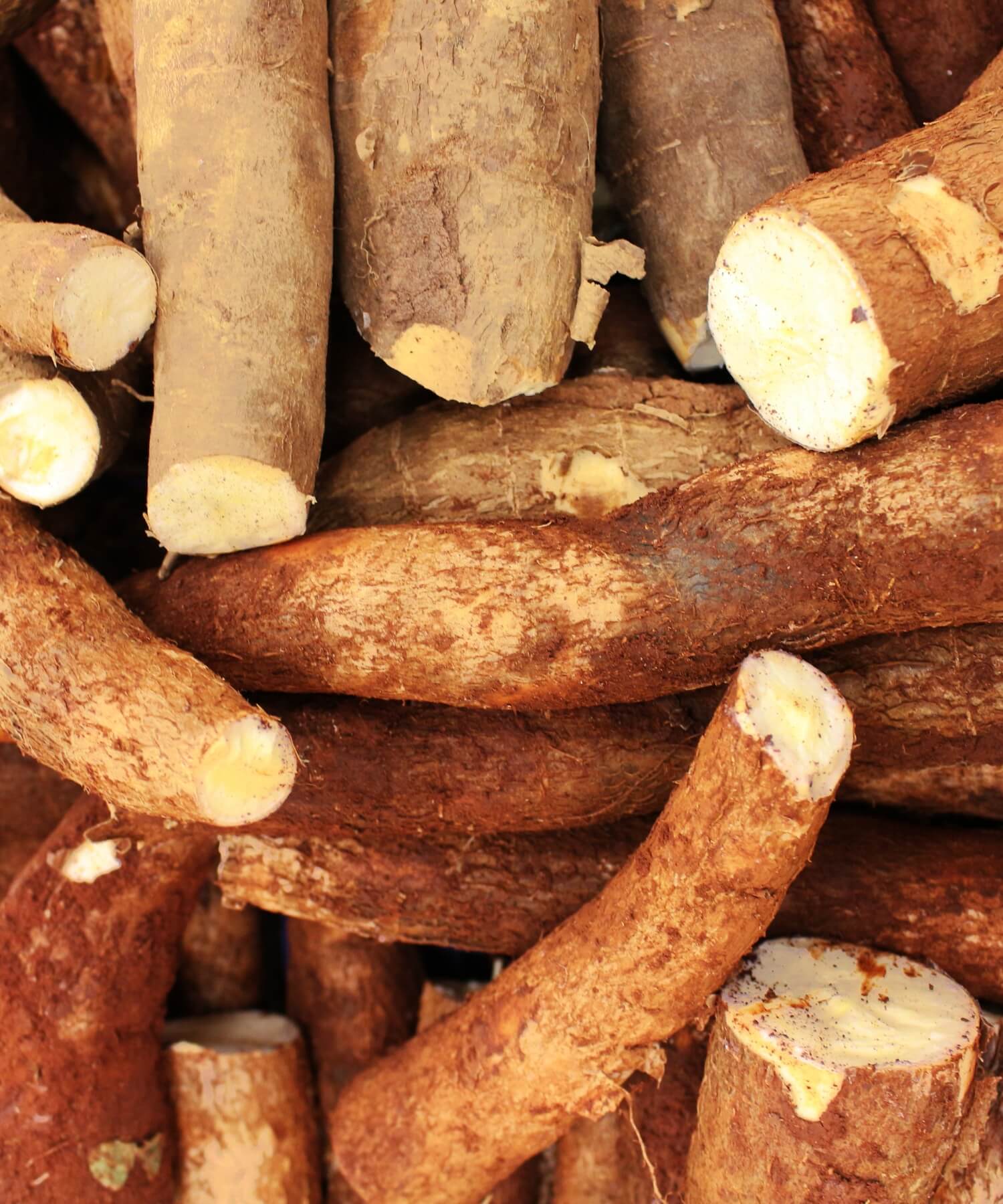 Cassava photo